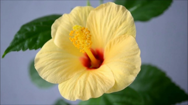 Гибискус (китайская роза): описание, выращивание, размножение и уход, возможные болезни тропической мальвы | (75+ Фото & Видео) +Отзывы