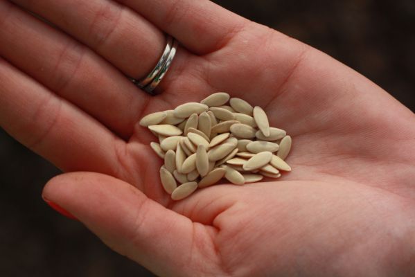  Как обработать семена огурцов перед посадкой (на рассаду, в открытый грунт): способы, правила