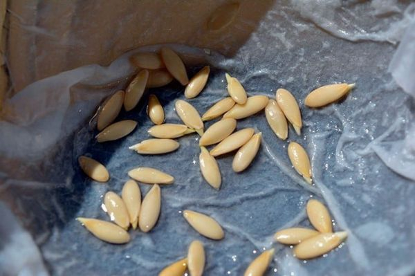  Как обработать семена огурцов перед посадкой (на рассаду, в открытый грунт): способы, правила
