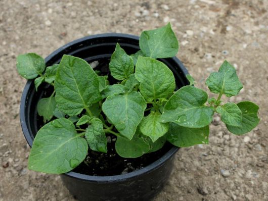  Как вырастить рассаду картофеля в домашних условиях