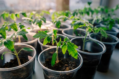  Какие овощи можно посеять на рассаду в феврале 2022 года в домашних условиях?