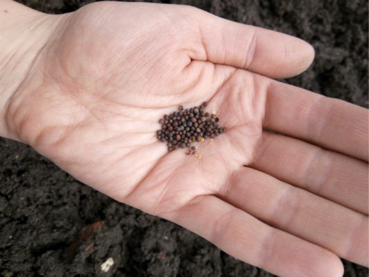  Брюссельская капуста через рассаду в домашних условиях: когда и как сажать семена, как ухаживать