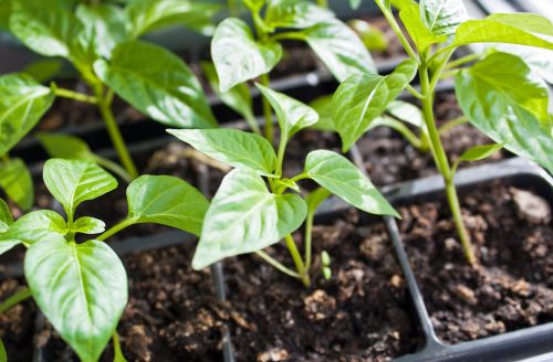  Какие овощи можно посеять на рассаду в феврале 2022 года в домашних условиях?