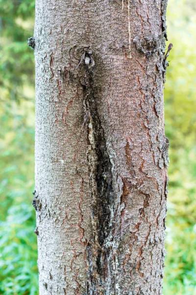 Морозобоины на плодовых деревьях: предупредить или лечить?