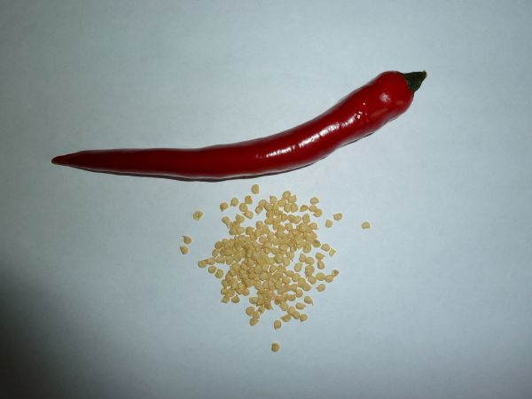  Как вырастить крепкую рассаду острого (жгучего) перца чили: посадка семян, уход, пикировка