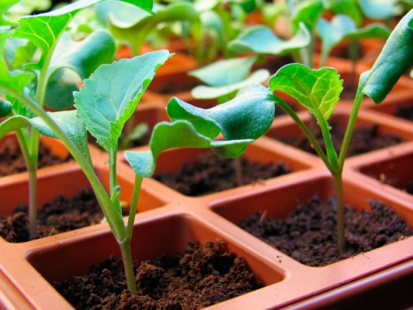  Как вырастить рассаду капусты брокколи: правила посадки, ухода, пикировки