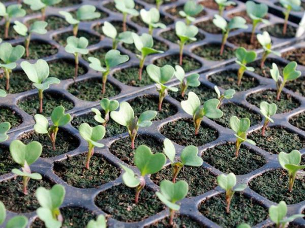  Как вырастить рассаду капусты брокколи: правила посадки, ухода, пикировки