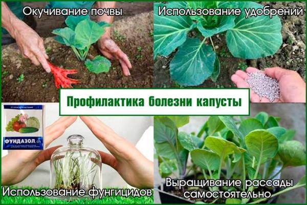 Лечение и профилактика капустного рака