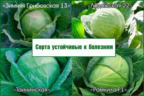 Лечение и профилактика капустного рака