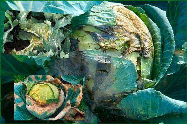 Лечение и профилактика капустного рака