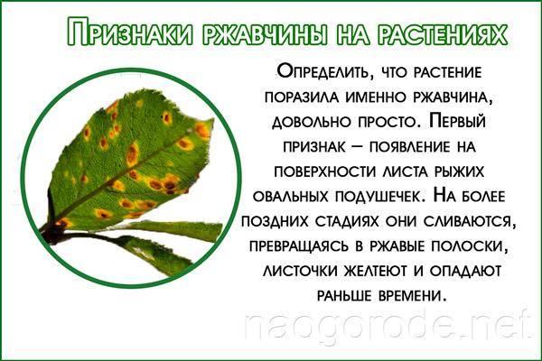 Ржавчина, поражающая лиственную часть растений