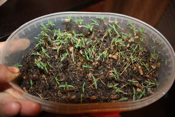  Размножение туи семенами: как вырастить крепкую рассаду в домашних условиях