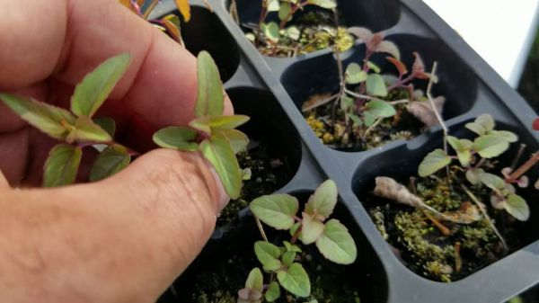  Выращивание рассады монарды (садовый бергамот): как и когда сеять семена, как ухаживать