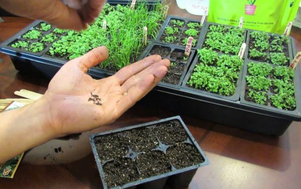  Как вырастить рассаду тимьяна (чабреца): особенности и правила посева семян, ухода