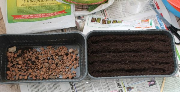  Котовник (Кошачий, Фассена) из семян: посев на рассаду в домашних условиях, уход