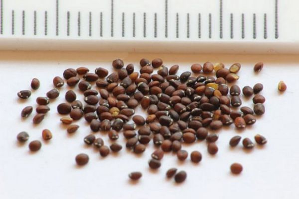  Котовник (Кошачий, Фассена) из семян: посев на рассаду в домашних условиях, уход