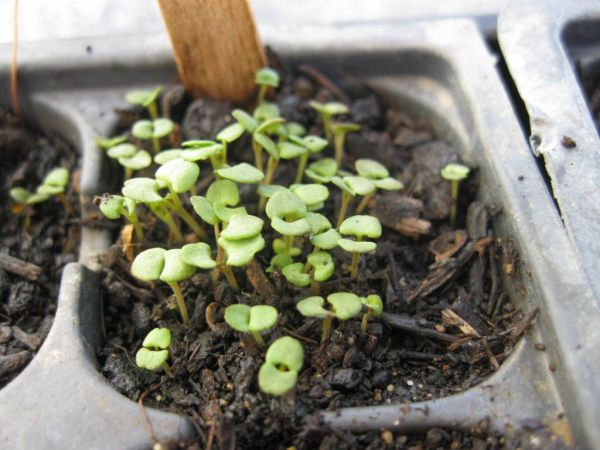 Как вырастить рассаду тимьяна (чабреца): особенности и правила посева семян, ухода