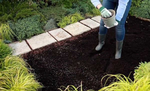  Выращивание рассады монарды (садовый бергамот): как и когда сеять семена, как ухаживать