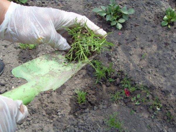  Выращивание брахикомы из семян: как и когда сажать на рассаду, ухаживать