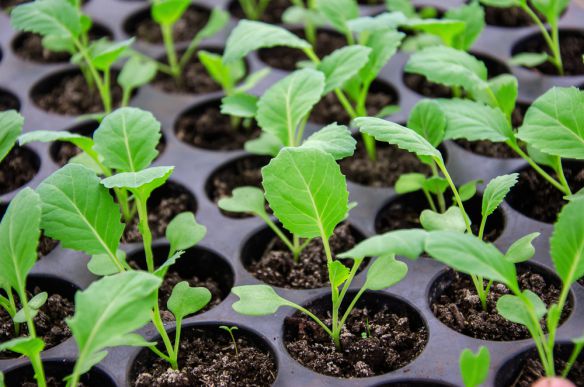  Выращивание рассады цветной капусты: когда и как сеять семена, ухаживать
