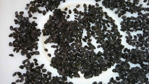  Выращивание рассады репчатого лука (чернушки) в домашних условиях: как сеять, ухаживать
