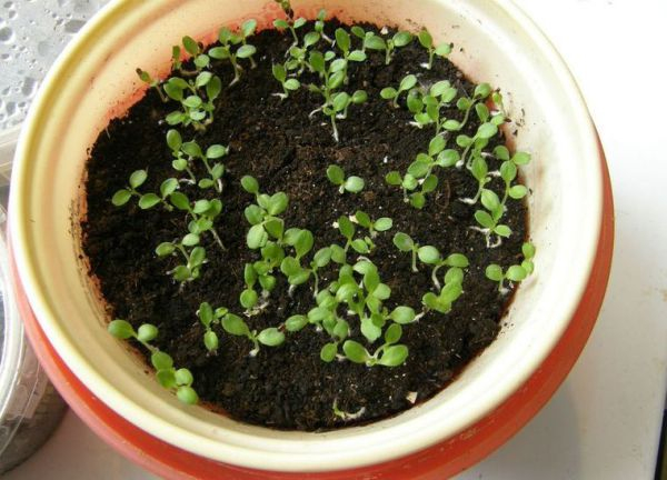  Правильное выращивание рассады платикодона (ширококолокольчика) в домашних условиях