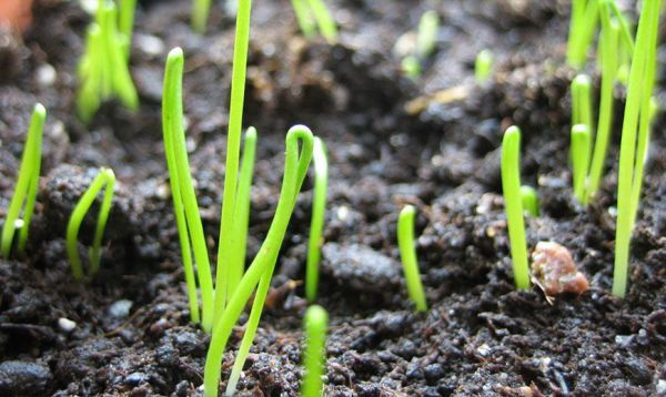  Как вырастить рассаду лука-батуна: правила посева семян, ухода