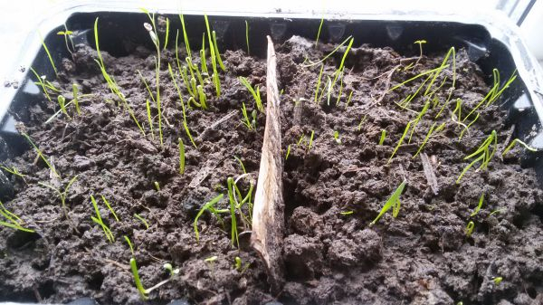  Как вырастить рассаду лука-батуна: правила посева семян, ухода
