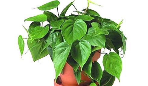 Комнатное растение с зелеными цветами