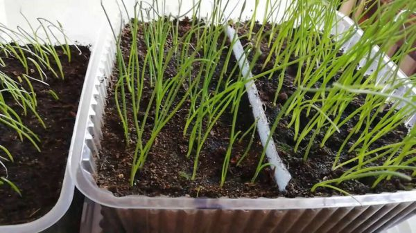  Выращивание рассады репчатого лука (чернушки) в домашних условиях: как сеять, ухаживать