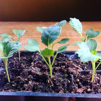  Выращивание рассады цветной капусты: когда и как сеять семена, ухаживать