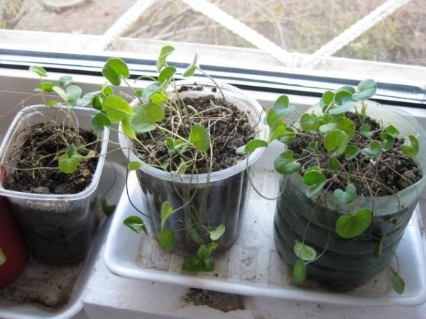  Выращивание рассады дихондры: когда и как сеять, ухаживать, пикировать