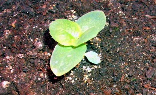  Правильное выращивание рассады платикодона (ширококолокольчика) в домашних условиях