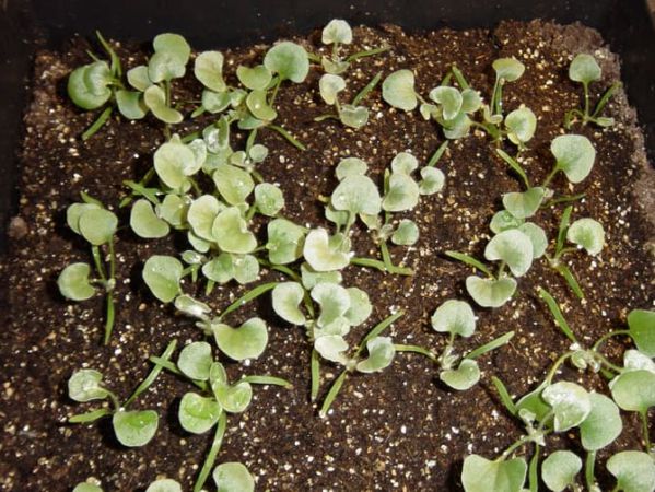  Выращивание рассады дихондры: когда и как сеять, ухаживать, пикировать