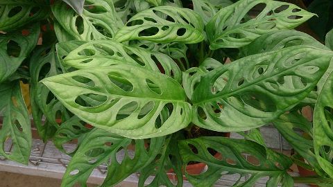 Комнатное растение с зелеными цветами