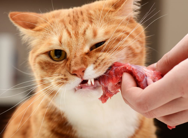 Можно ли коту сырую еду